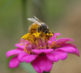 busy bee autumn worker on pink and yellow flower