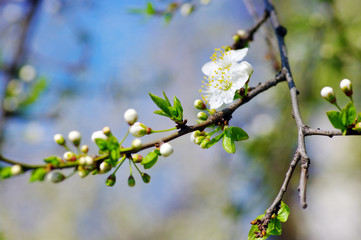 cherry flower over natural background with blue sky