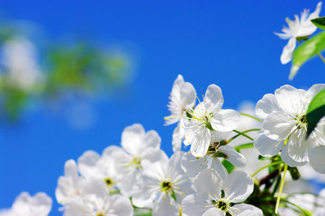 Tree branch with cherry flowers over natural background