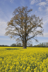 Fototapeta na wymiar Jahreszeiten Fühlung - Rapsfeld mit Baum