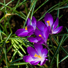 violet crocuses