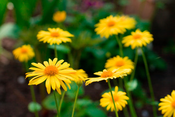 yellow flowers
