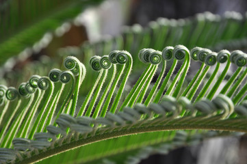 green curly cycad