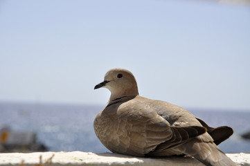 Eurasian collared dove