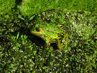 Green Frog