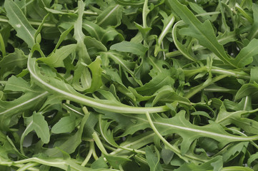 Rucola