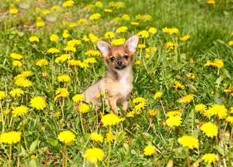 Chihuahua in grass