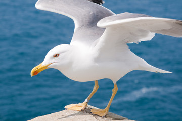 The gull