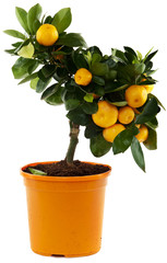 Orangenbaum vor weissem Hintergrund