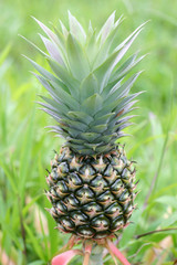 Pineapple