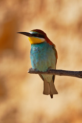 European bee-eater on a branch