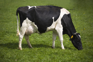 Dutch cow