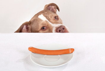bettelnder hund
