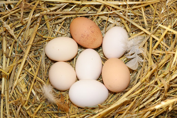 Eggs