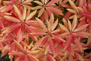 Pink leaves of Pieris japonica. Spring background