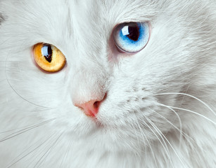 varicoloured eyes white cat