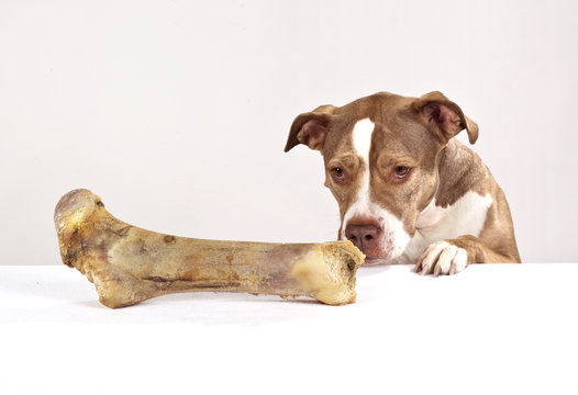 hund mit gro&szlig;em knochen