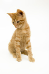 Katzenkind