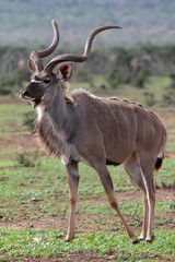 Naklejka na ściany i meble Kudu Antelope Bull