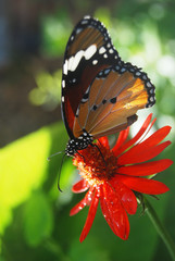 Butterfly of Mauritius