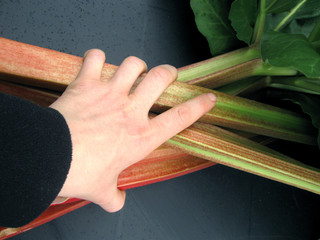 Hand erntet rhabarber