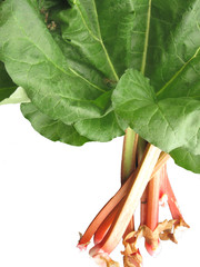 rhabarber freigestellt