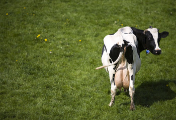 Obraz premium Dutch cow