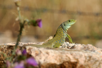 lagarto ocelado