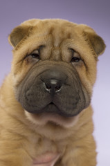 Obraz premium Shar-Pei puppy on purple background