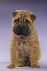 Shar-Pei puppy isolated on purple background