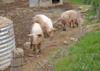 Little Pig Farm