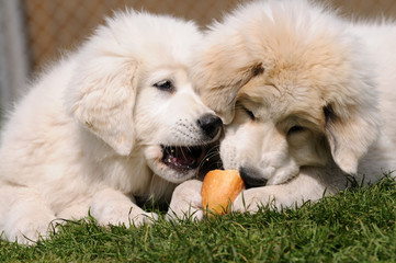 Fressende Pyrenäenberghundwelpen