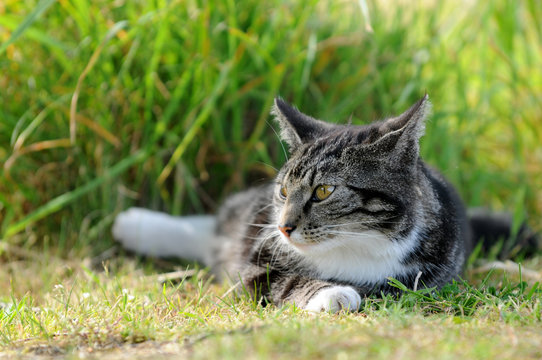 Getigerte Katzer