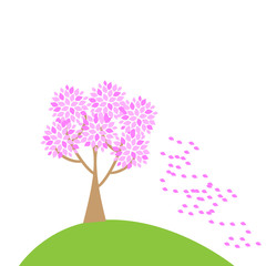 Cherry tree lose  petals by the  wind