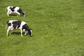 Dutch cows