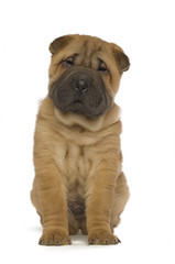 Shar-Pei puppy isolated on white background