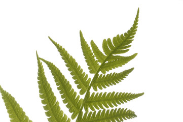 Farn vor Weiss Dryopteris filix-mas Wurmfarn