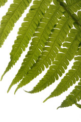 Farn vor Weiss Dryopteris filix-mas Wurmfarn