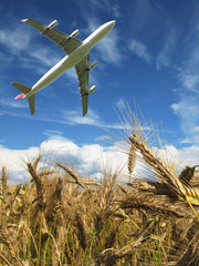 Airplane in a sky over a golden wheat
