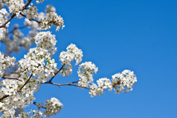 White Pear Blossoms on a Blue Sky