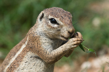 Ground Squirrel eating