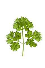 Naklejka premium Petersilie