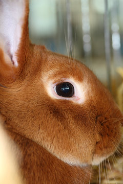 lapin