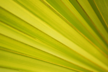 leaf closeup