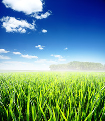 Obraz premium Spring morning... field of green grass and blue cloudy sky