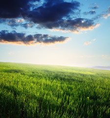 Fototapeta na wymiar Spring sunset... field of green grass and cloudy sky
