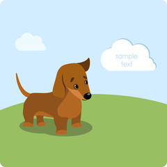 Dachshund puppy on the green lawn