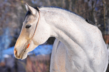 arab horse portrait