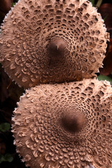 Parasol