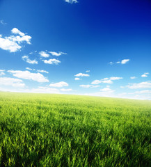 Fototapeta premium Spring day... field of green grass and cloudy sky